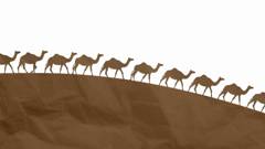 Still from the film CFP-World Camel Day